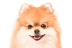 犬@すろぱちくえすと